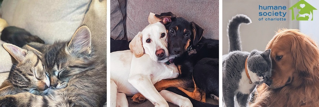 The Humane Society of Charlotte's cover image