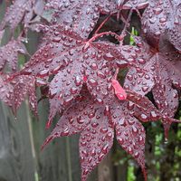 Megan Kees's profile image