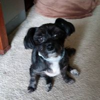 Donna Nimeskern's profile image