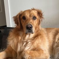 Calynne Thomas's profile image
