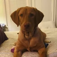 Deanna Houck's profile image