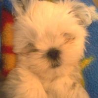 Karen Verbryck Albert's profile image