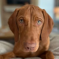 Laura Megargel's profile image