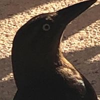 Barbara Martino's profile image