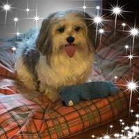Janice Shafer Mingus's profile image