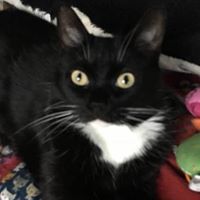Michelle Poirier's profile image