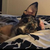 Mike Everson's profile image
