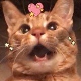 Joanne Finkbeiner's profile image