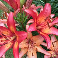Holly S. Roper's profile image