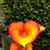 Anne Richardson's profile image