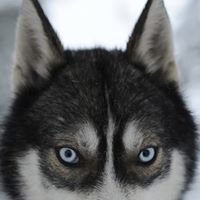 Paul Mazzone's profile image