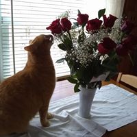 Theresa Matava's profile image