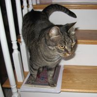 Carol Peterson's profile image