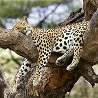 Leopardfeet Kabc's profile image