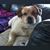Victoria Lynn Malott Kruizenga's profile image