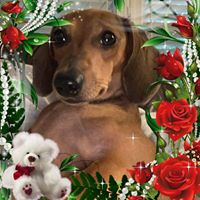 Annemarie Lapan's profile image