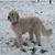 Janet Goldthorpe's profile image