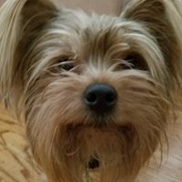 Micheal Resendez's profile image