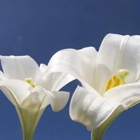 Jan Jonni DeGroot's profile image