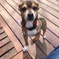 Corey Anderson McCutcheon's profile image