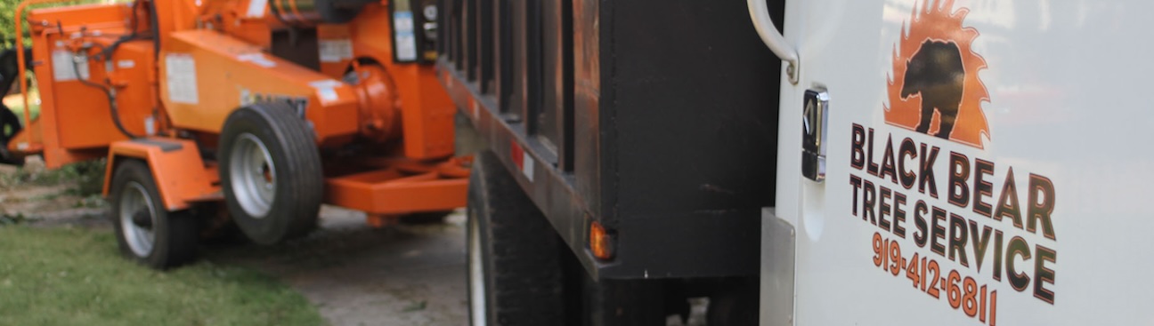 Black Bear Tree Service's cover image