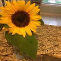 Barbara Votaw's profile image