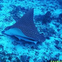 David Courage's profile image