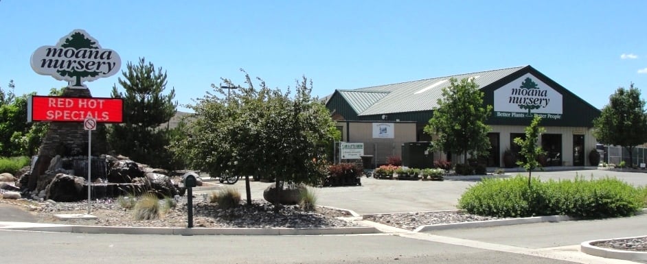 Moana Nursery Sparks Nv