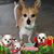 Staci Herst's profile image