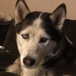 ShumbsDad's profile image