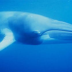 mongoose12's profile image