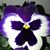 Judy Swafford's profile image