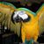 Debbie Royston's profile image