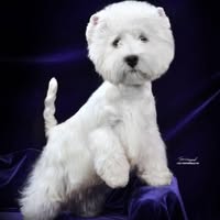 Bonnie Handelman Russell's profile image