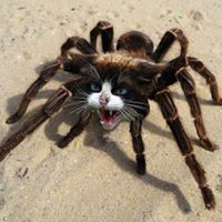 Dan Olson's profile image