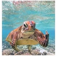 Kristie Kennington-Otto's profile image