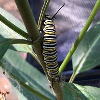 Janet Curth's profile image