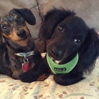 Georgiana Redling-Krug's profile image