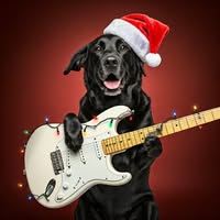 Fender StratocasterDog's profile image