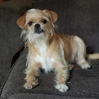 Kody Brewer's profile image