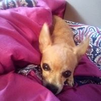 Brandi Swain's profile image