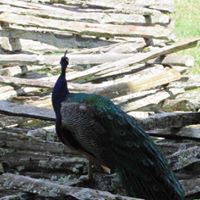 Barbara McBee's profile image