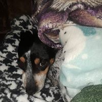 Tammy Shedlock Pongratz's profile image