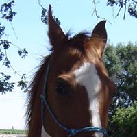 Corina Young's profile image