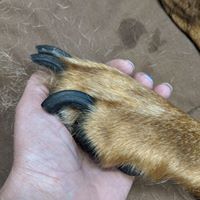 Dawn Hentkowski's profile image