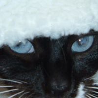 Marie Burfoot-Dunkelberger's profile image