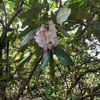 Sarah Decoteau O'Shea's profile image