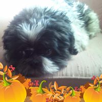 Diane Tritico's profile image