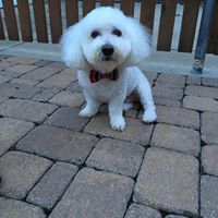 Janice Cook's profile image