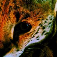 Raja Craft's profile image